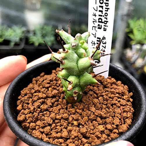 Amazon Co Jp ユーフォルビア ホリダ モンスト S Diy 工具 ガーデン