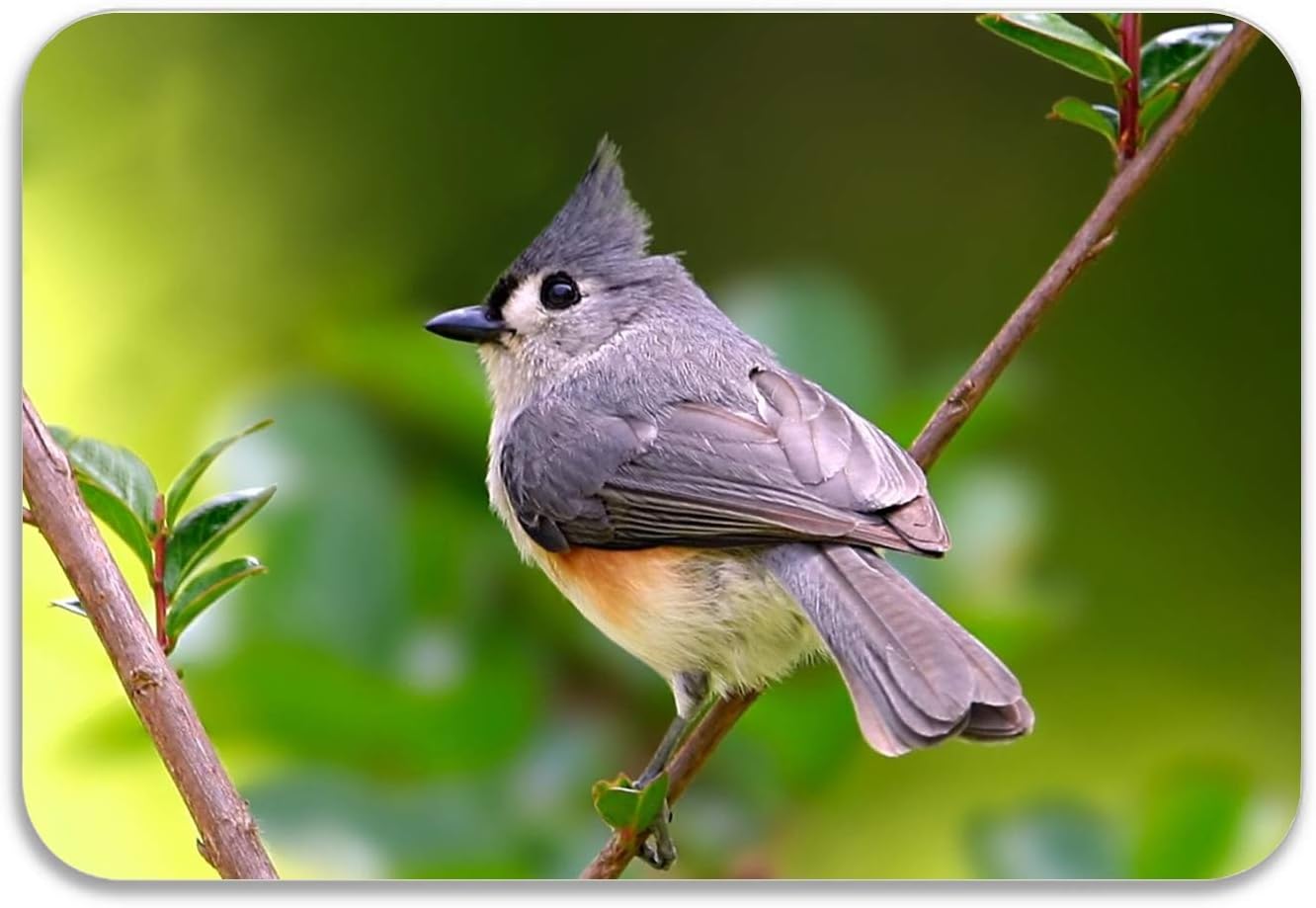 Amazon 派手な鳥の屋内 屋外玄関マット滑り止め正面玄関ドアマットラグ 75x45cm 浴室足ふきマット ホーム キッチン オンライン通販