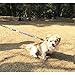 Yangbaga Dog Leash Extender, Shock Absorber Bungee Leash Attachment, Durable Nylon Dog Tie Out Extension with Stainless Steel Swivel Clips