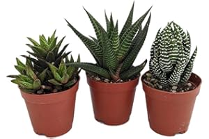 BRISON Super Sale - Haworthia Collection 3 Plants - Easy to Grow/Hard to Kill - 2" Pot