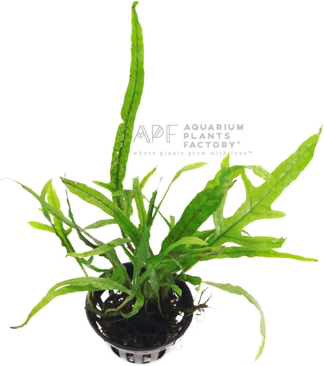 Microsorum Pteropus Trident Potted Java Fern Live Aquarium Plants BUY2GET1FREE