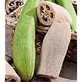 50 Luffa Gourd Seeds - Muop Huong - AKA Sponge Gourd, Luffa Aegyptiaca, Angled Luffa Ridge Gourd, Okra Dish Cloth Gourd, Loofah, Vegetable Sponge Seeds | Non GMO | Organic | Heirloom
