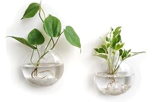 Mkono 2 Pack Glass Wall Hanging Planter Wall Mounted Plant Vase Indoor Air Plants Terrariums for Home Office Living Room Deco