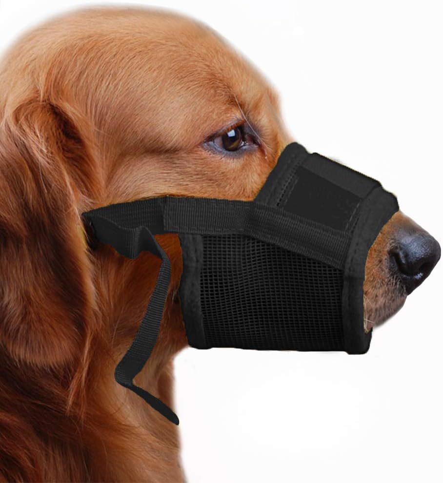 border collies puppies near me