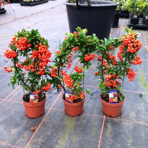 Pack de 3 Pyracantha naranja de celosía (30 cm) Evergreen arbusto ...