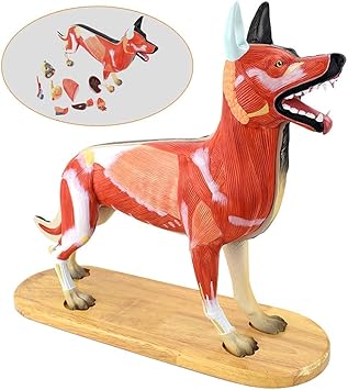 Amazon Co Jp 教育モデル動物の解剖学的モデル犬のモデル取り外し可能な臓器犬の解剖学的モデル指名記号付き学校での獣医教育のデモンストレーション スポーツ アウトドア