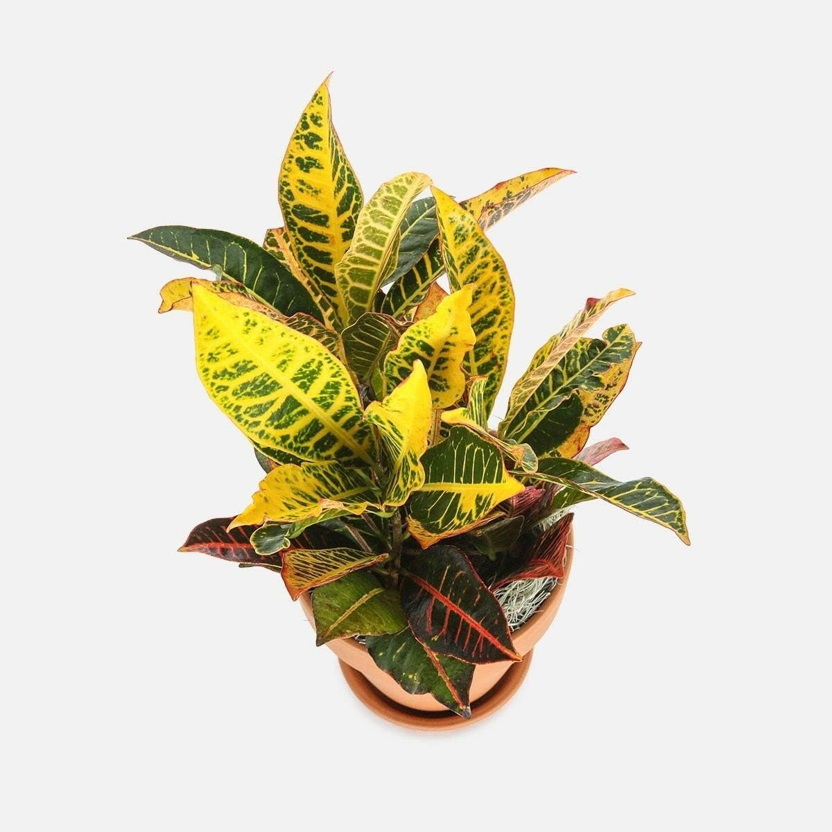 Home & Garden ***10 fresh SEEDS***CODIEUM VARIEGATUM***CROTON***free