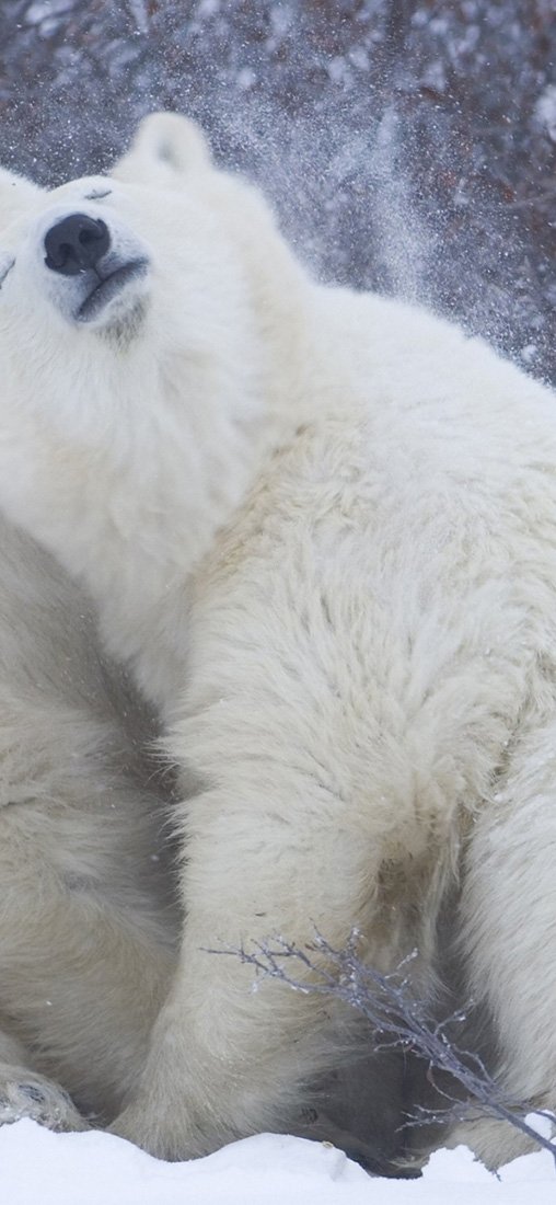 PeelitStickit Two Snow Bear, Animal Wall Murals ID-166, vinyl