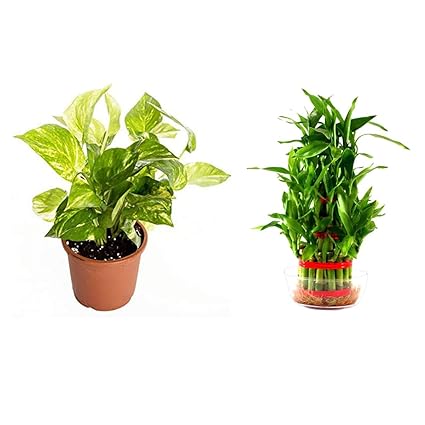 Universal Fountain Money Plant with Bamboo Plant Combo Pack/Indoor Decoration Plant/Table Top Plant