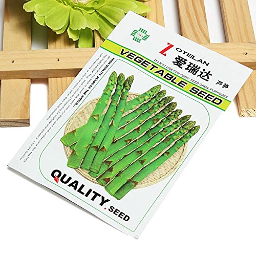 Asparagus seed - 20PCS Garden Vegetable Asparagus Officinalis Seeds by DOM - Asparagus seed