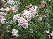 Judd Viburnum – Viburnum Juddii – Healthy Established Roots – 3 Plants by Growers Solution