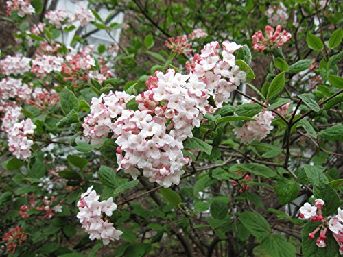 Judd Viburnum – Viburnum Juddii – Healthy Established Roots – 3 Plants by Growers Solution Judd Viburnum – Viburnum Juddii – Healthy Established Roots – 3 Plants by Growers Solution