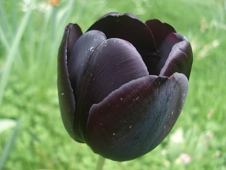 Futaba Black Tulip Flower seed - 10 Pcs 