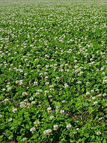 New Zealand Clover - 1 OZ ~46,875 Seeds - Non-GMO, Open Pollinated - Farm & Garden Cover Crop, Ground Cover, Erosion Control Seeds