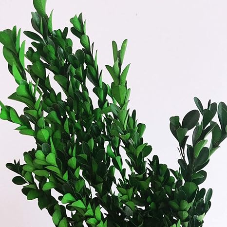 Buy Belle Fleur Preserved Boxwood Branches 20 Inches Diy Making