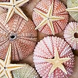 Image de Beach Treasures (171042)