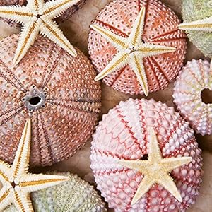 Beach Treasures (171042)