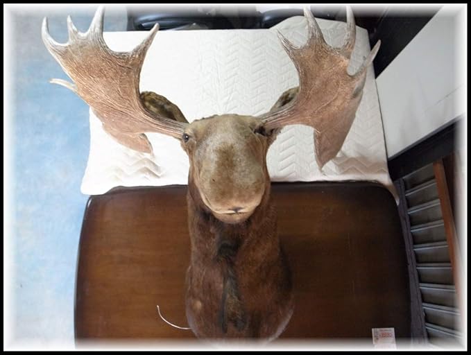 Amazon Co Jp 希少 大型 ヘラジカ 剥製 ハンティング トロフィー 店舗 ディスプレイ 店頭渡し歓迎 愛知県半田市 ホビー 通販