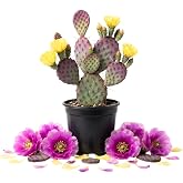Purple Prickly Pear Cactus Live Plant, Succulent Plant, 3.5 Inch Pot | Drought Tolerant, Rock Gardens, Patio Containers, Well-Rooted Plant, Cold Hardy Cactus, Edible Pads Fruit, Indoor Outdoor