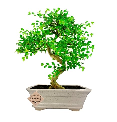 Abana Homes Ulmus Bonsai Plants Live in Pot for Home Decor - Diwali Gifts