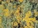 Dwarf Curry Herb Plant - Helichrysum - 3in Pot