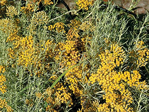Dwarf Curry Herb Plant - Helichrysum - 3in Pot Dwarf Curry Herb Plant - Helichrysum - 3in Pot