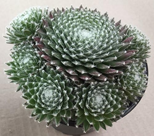 Sempervivum "Koko Fannel", Hens and chicks, house leeks.