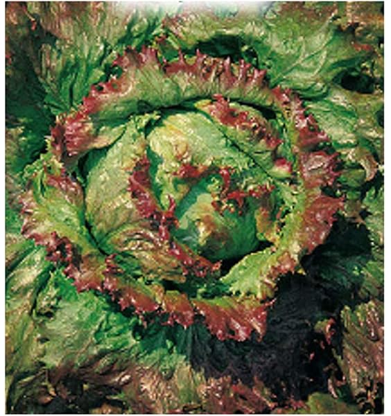 5000 c.ca semillas de lechuga maravilla de verano canasta ...