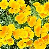 Non GMO Bulk California Poppy Seeds - Orange