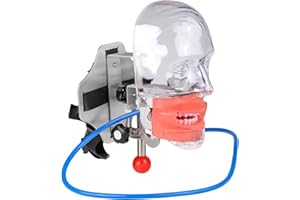 Global-Dental Simulator Manikin Phantom Head Model Teeth Dentist Educational Teeth Teaching Model with 28Pcs Fix on (Dental C