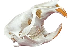 CLLOEAT Taxidermy Real Animals Skulls, Real Bones Specimen, Taxidermy Supplies for Science Education, Special Gift (Muskrat Skull)