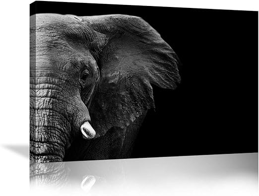 Amazon Com Elephant Wall Art Animal Prints On Canvas Black And