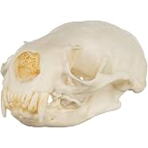 Skulls Unlimited Real American River Otter Skull B Quality