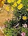 Gardener's Supply Company Small Curved Link Stakes, Set of 12 | Stands 18
