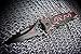 TAC Force TF-707 Series Assisted Opening Folding Knife, Black Half-Serrated Blade, Dragon Handle, 4-1/2-Inch Closed