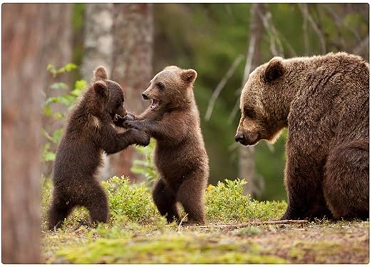 Amazon Com Puzzle 500 Piece For Adult Animal 2 Brown Bear Cubs Playing Art Paintings Posters Prints