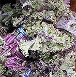 100+ ORGANICALLY GROWN Scarlet Kale Seeds Herb Heirloom NON-GMO Violet Red Rare Tender. From USA