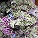 100+ ORGANICALLY GROWN Scarlet Kale Seeds Herb Heirloom NON-GMO Violet Red Rare Tender. From USA