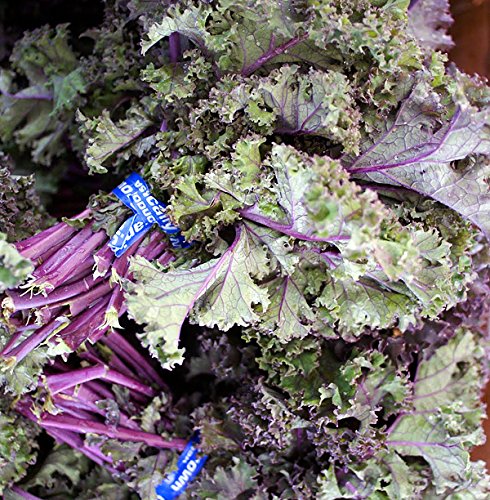 100+ ORGANICALLY GROWN Scarlet Kale Seeds Herb Heirloom NON-GMO Violet Red Rare Tender. From USA 100+ ORGANICALLY GROWN Scarlet Kale Seeds Herb Heirloom NON-GMO Violet Red Rare Tender. From USA