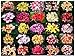 5 FRESH MIXED PLUMERIA SEEDS!!!!same rare!!!