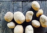 Simply Seed - 5 LB - German Butterball Potato Seed - Non GMO - Organic Grown - Order Now For Spring Planting