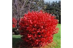 YOKEBOM 10 Burning Bush Shrub, Dwarf Burning Bush Live Plants 4 to 10 Inches Tall Bare Roots No Shipping to NY, NH, MA, and VT