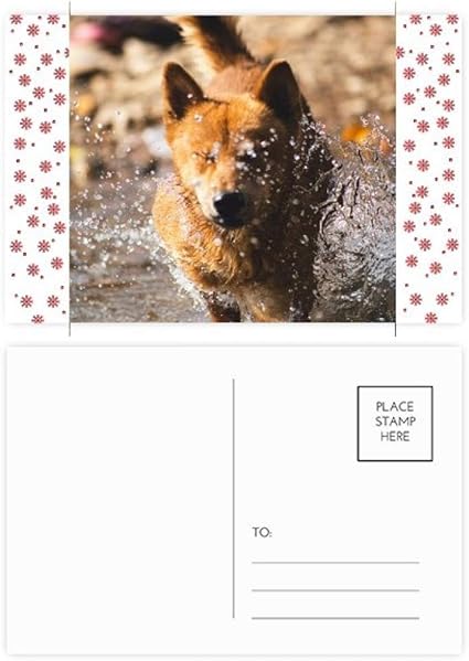 Amazon 日本の犬 かわいい動物 写真 クリスマス 花 お祝い ポストカード 祝福 郵送カード ポストカード 絵柄付はがき 文房具 オフィス用品