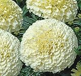 Flowers Seeds Marigolds Erecta White from Ukraine