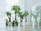 elho B.for Soft Round 14 Indoor Plant Pot 100% Recycled Plastic Ø13.8xH12.5 cm view 5
