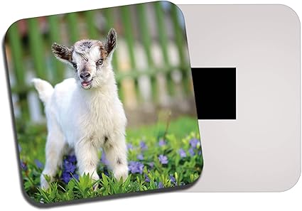 Destinationvinyl Mignon Bebe De Chevre Aimant Enfants De Moutons Kid Animaux Mum Auntie 8565 Amazon Fr Cuisine Maison