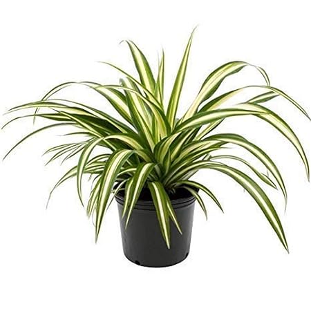 Creative Farmer Live Plant Indoor/Outdoor Spider (Chlorophytum) Easiest Plants To Maintain (1 Healthy Live Fruit Plant)