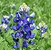 Texas Bluebonnet Seed Bombs - Bulk Seed Balls for Fall Planting (Lupinus texensis) (50)