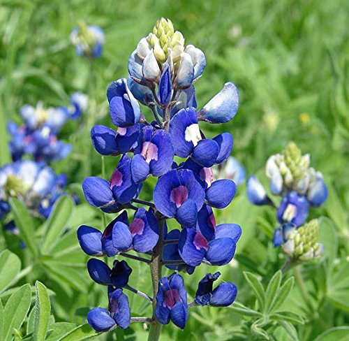 Texas Bluebonnet Seed Bombs - Bulk Seed Balls for Fall Planting (Lupinus texensis) (50)