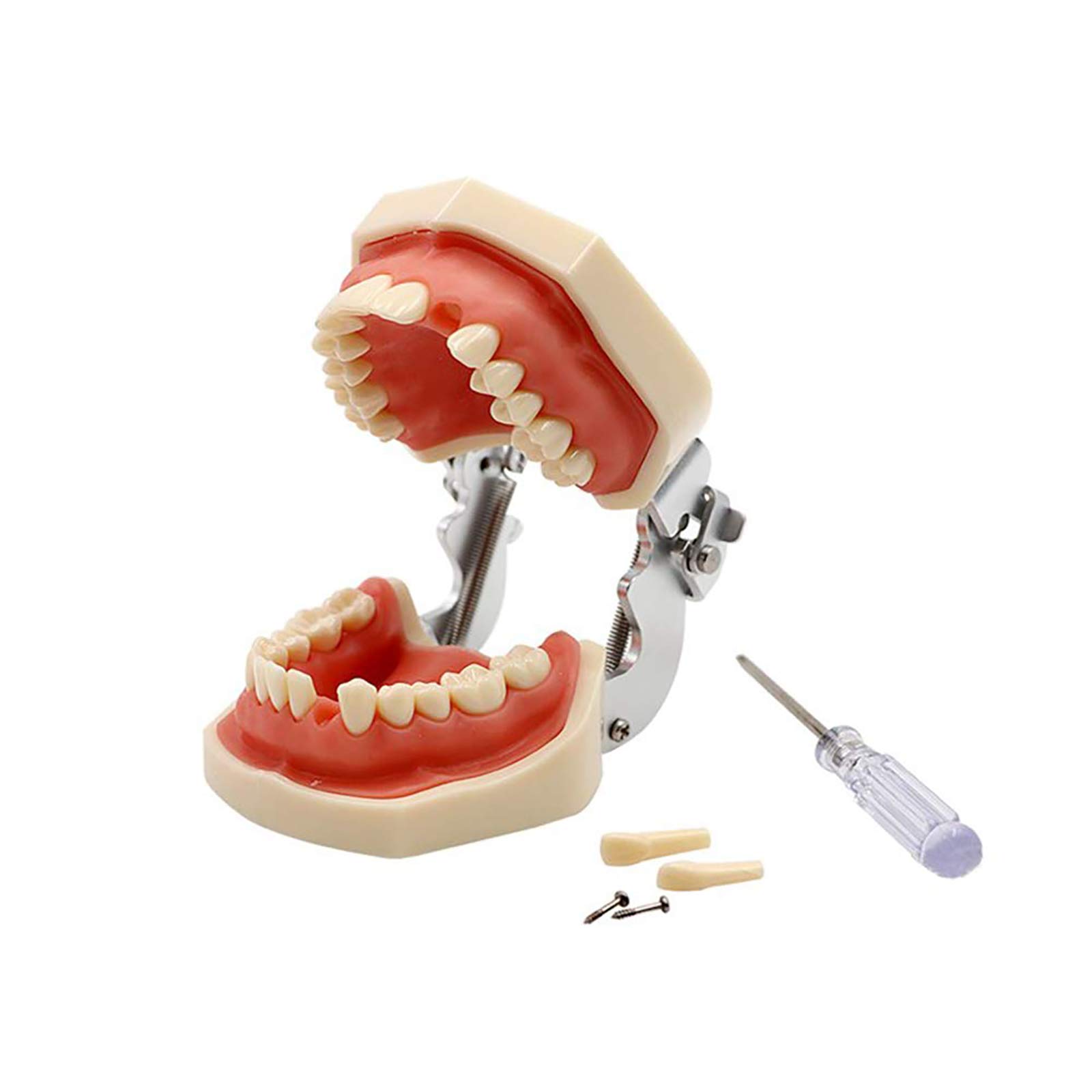 Buy YOUYA DENTAL TM021 Dental Typodont Teeth Model, Completely